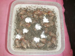 Achatschnecken Lissachatina Fulica Bild 9