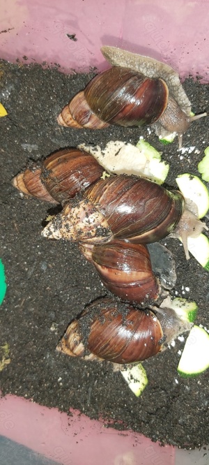 Achatschnecken Lissachatina Fulica Bild 5