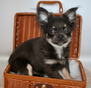 Verschmuster Blue Tan Langhaar Chihuahua Rüde mit Ahnentafel 