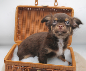 Lieber Schoko Tan Langhaar Chihuahua Rüde mit Ahnentafel 