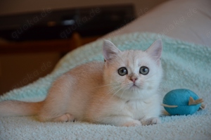 Wunderschöne BKH Babykatze - entwurmt und geimpft 