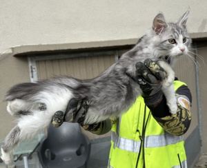 Maine Coon Kater 3 Monate alt