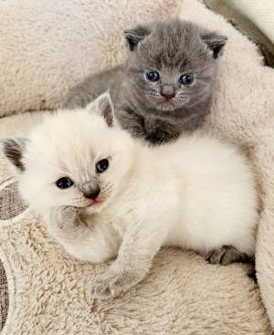 BKH Deckkater Blue Point  Bild 8