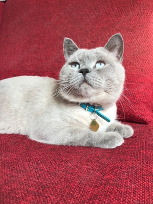 BKH Deckkater Blue Point  Bild 7