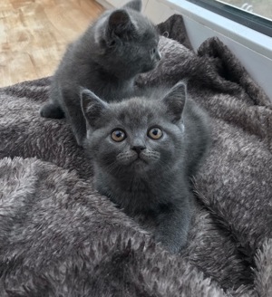 BKH Deckkater Blue Point  Bild 3