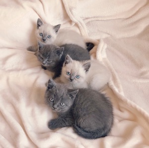 BKH Deckkater Blue Point  Bild 9