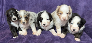 Australian Shepherd Welpen