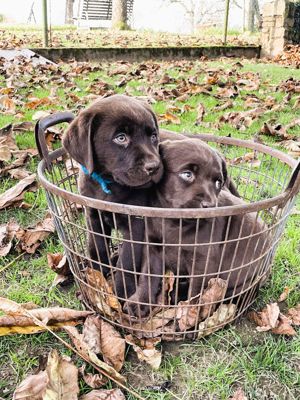 Labrador Retriever Welpen, schokobraun