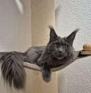 Maine Coon Mädchen mit Stammbaum 