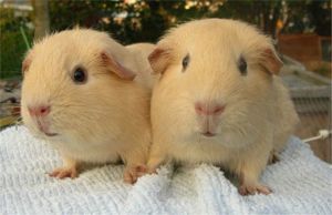 Putzige Meerschweinchen Linus und Fndus in liebe Hände abzugeben