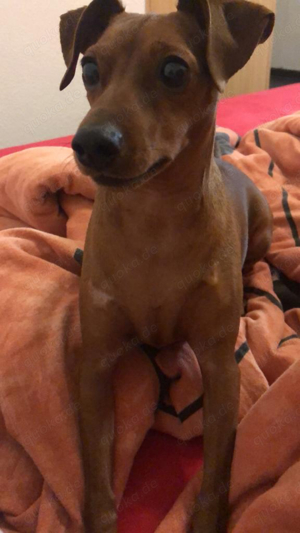 zwergpinscher