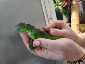 Grüner Leguan (Iguana Iguana) in grün rot und blau   Bild 3