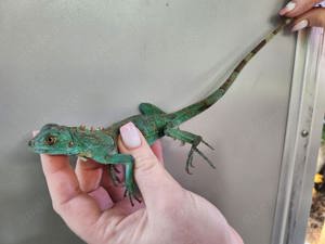 Grüner Leguan (Iguana Iguana) in grün rot und blau  