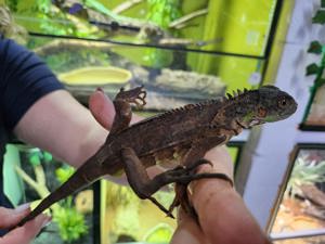Grüner Leguan (Iguana Iguana) in grün rot und blau   Bild 5