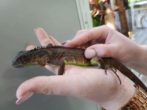 Grüner Leguan (Iguana Iguana) in grün rot und blau   Bild 2