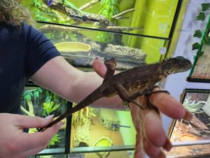 Grüner Leguan (Iguana Iguana) in grün rot und blau   Bild 7