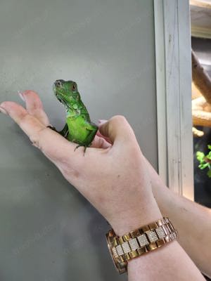 Grüner Leguan (Iguana Iguana) in grün rot und blau   Bild 6