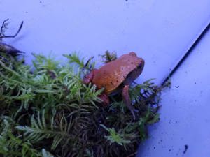 Rote Tomatenfrosch (Dyscophus antongilii) 