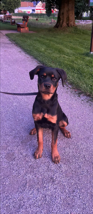 rottweiler 