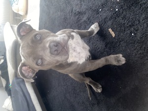 American bully blue liner