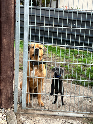 dringend zuhause gesucht 