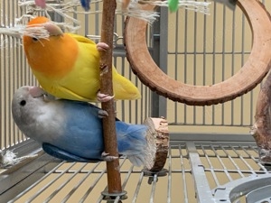 2 Agapornidenpärchen (Lovebirds) zu verkaufen