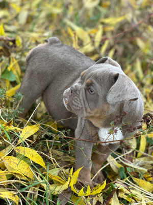 Old English Bulldog welpen + Ahnentafel