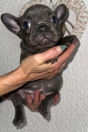 Französische Bulldoggen Welpen Isabella Lilac Blue Isabella Pied 