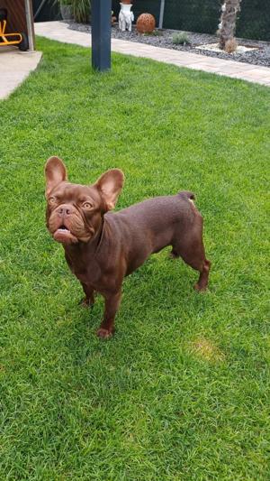 Deckrüde Französische Bulldogge 