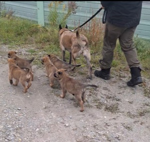 3 schöne Malinois Welpen suchen noch ...