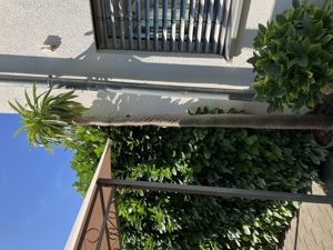 Madagaskarpalme (Pachypodium Lamerei) zu verkaufen