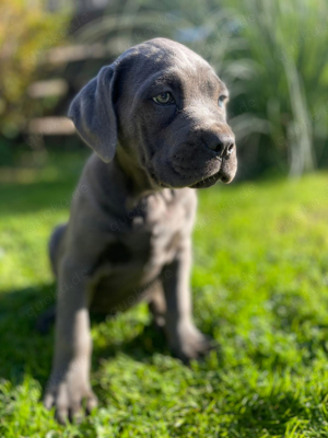 Cane Corso Hündin