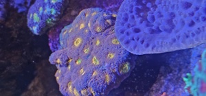 Echinophylia Rainbow Koralle Meerwasser
