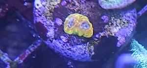 Echinophylia Rainbow Koralle Meerwasser Bild 2