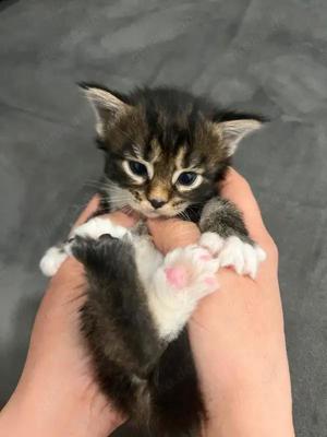 Reinrassige Maincoon-Kätzchen erhältlich. 