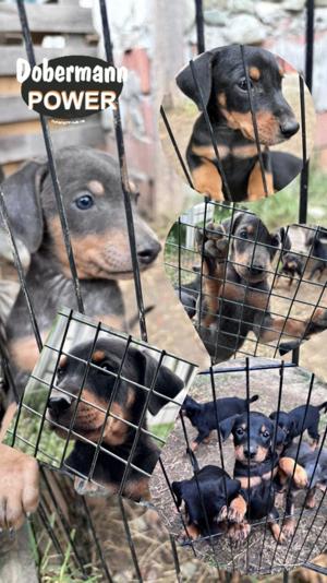 Dobermann Welpen suchen neues Zuhause