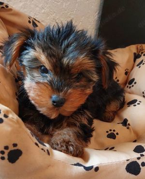 Yorkshire Terrier Welpen mit Stammbaum