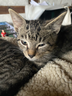 Bengal Kitten Mix