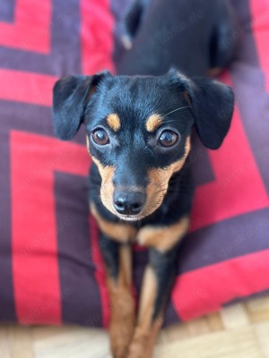 Zwergpinscher Mix Hündin