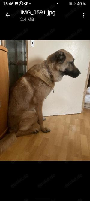 Schäfer,Kangal mix