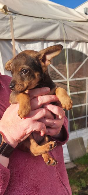 Noch 2 Welpen ( Rüden ) Sammy + Snoopy suchen eine Familie.