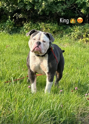 Old english Bulldog