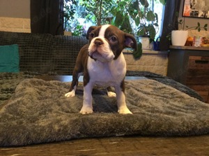 Boston-Terrier Welben 