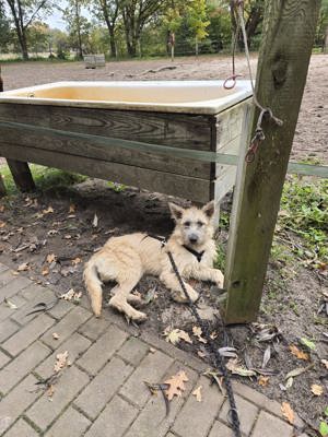 liebe Strubbelhündin Kona - wer gibt ihr ein Zuhause - PS in Hannover