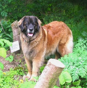 Leonberger Hündin Familienhund