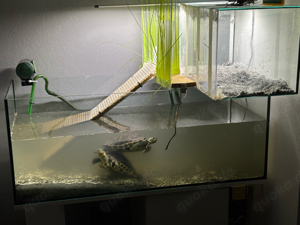 Wasserschildkröten mit Zubehör