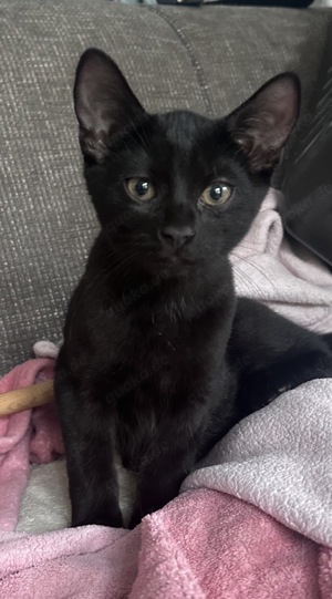 Angora mix kitten Abgabebereit 