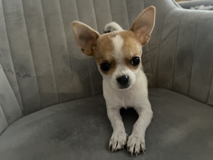 Chihuahua Welpe