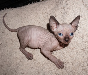 Reinrassiege Cannadische Sphynx Kitten mit Stammbaum  NUR NOCH EIN JUNGE FREI