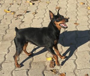 Pandora 2-jähriger Zwergpinscher sucht eine aktive Familie 